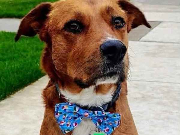 Dapper Dogs: Turning Bowties into Treasures