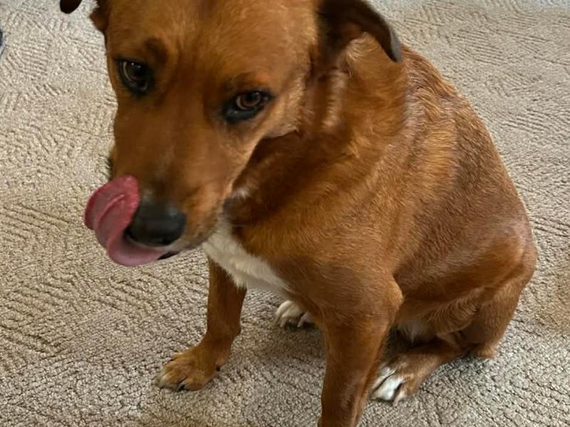 The Art of Licking the Scents